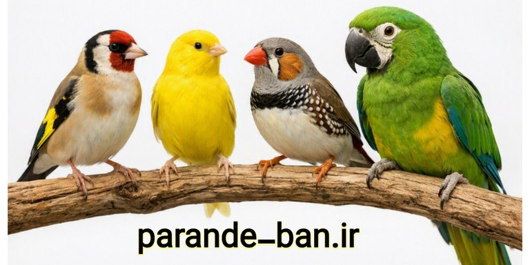 برنامه جامع پاکسازی پرندگان زینتی؛ پاکسازی قبل از جفتاندازی پاکسازی پرنده جدید پاکسازی تابستانه پاکسازی پاییزه و ریکاوری پس از دوره تولک