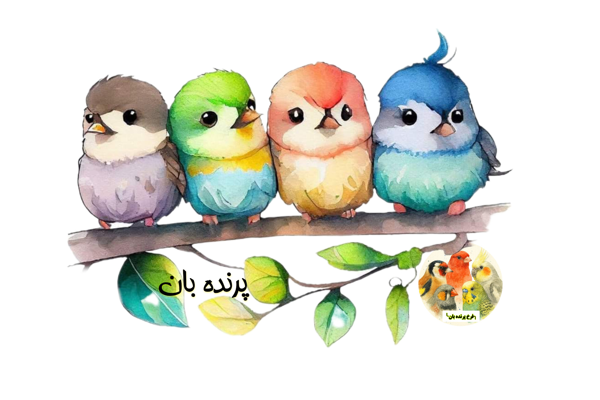 راهنمای حرفه‌ای مراقبت از پرندگان زینتی در تابستان