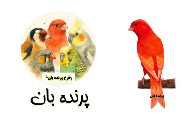 تغذیه قناری در فصل تابستان مطلب 2