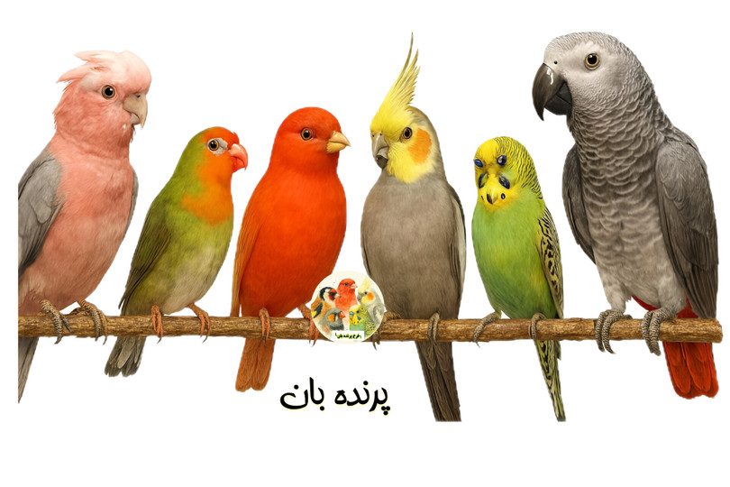 🐣 10 نکته حرفهای درباره آمادهسازی، تولیدمثل و جوجهکشی پرندگان زینتی (بخش دوم)