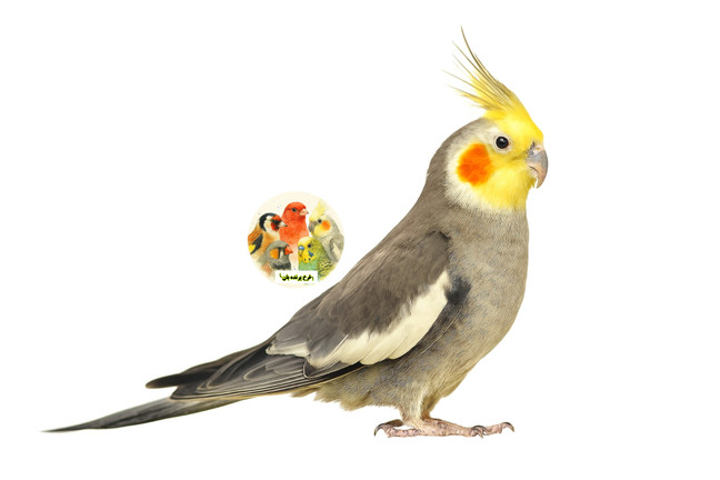 🦜 نگهداری طوطیسانان در فصل تابستان