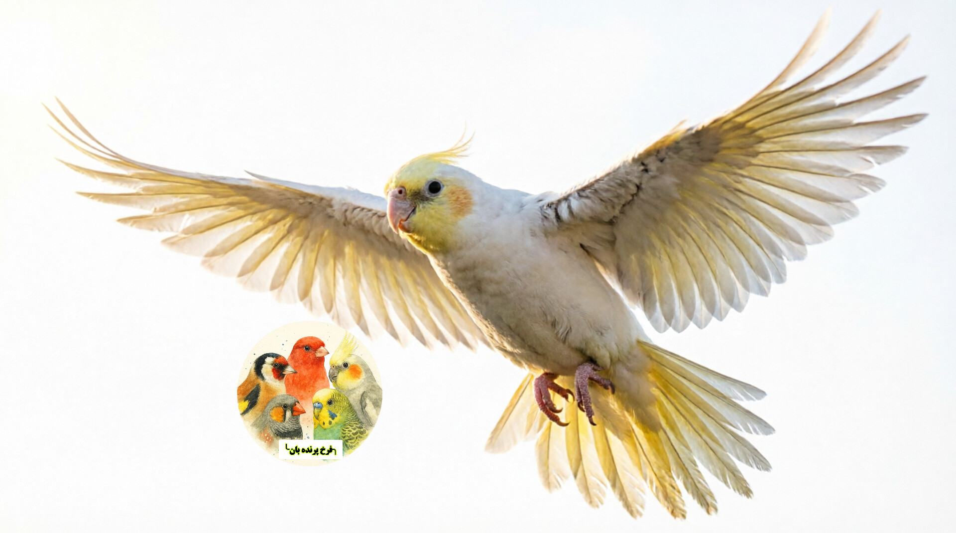 🦜 تغذیه طوطی‌سانان در فصل تابستان