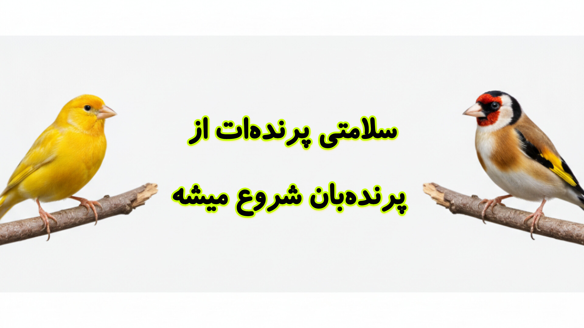 رازهای تولیدمثل موفق پرندگان زینتی | 10 نکته مهم برای تقویت نطفه، تخم‌گذاری و جوجه‌کشی بخش اول