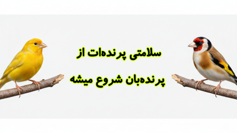 رازهای تولیدمثل موفق پرندگان زینتی | 10 نکته مهم برای تقویت نطفه، تخمگذاری و جوجهکشی بخش اول