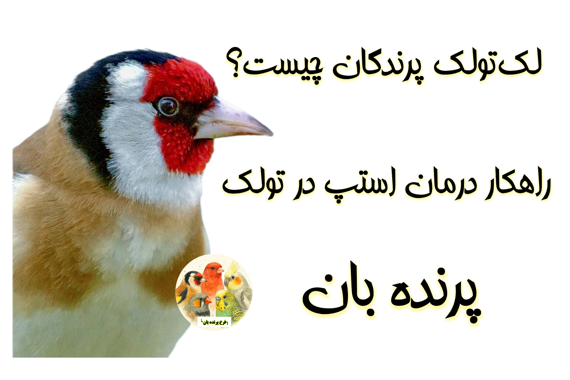 لک‌تولک یا استپ در تولک پرندگان؛ دلایل، تغذیه و روش‌های کمک به رشد مجدد پرها