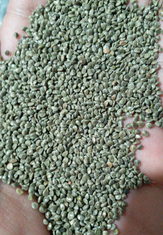 دانه مرمرشک، تخم مرو یا مرو دونه