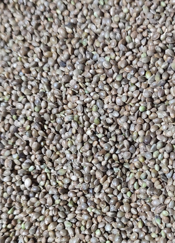 شاهدانه ریز پرنده بان