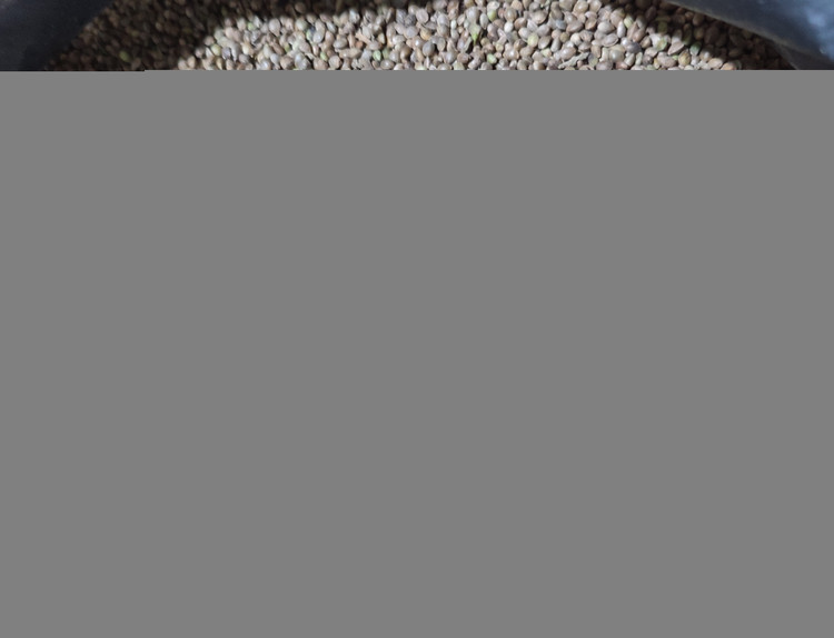 شاهدانه ریز ریز پرنده بان