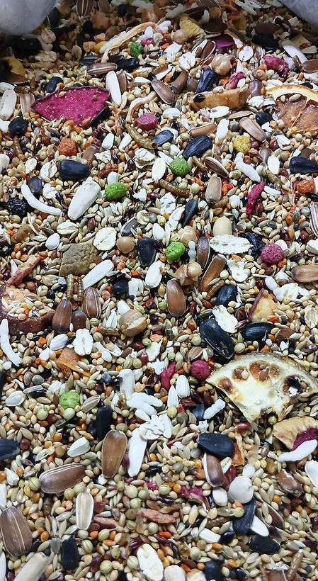 مخلوط دان طوطی