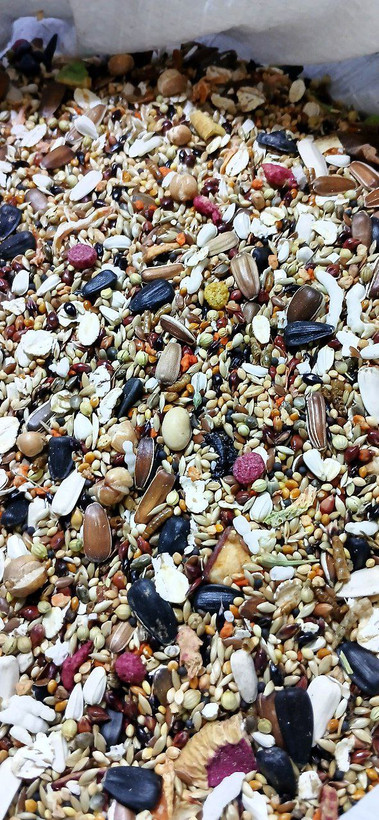 مخلوط طوطیسانان