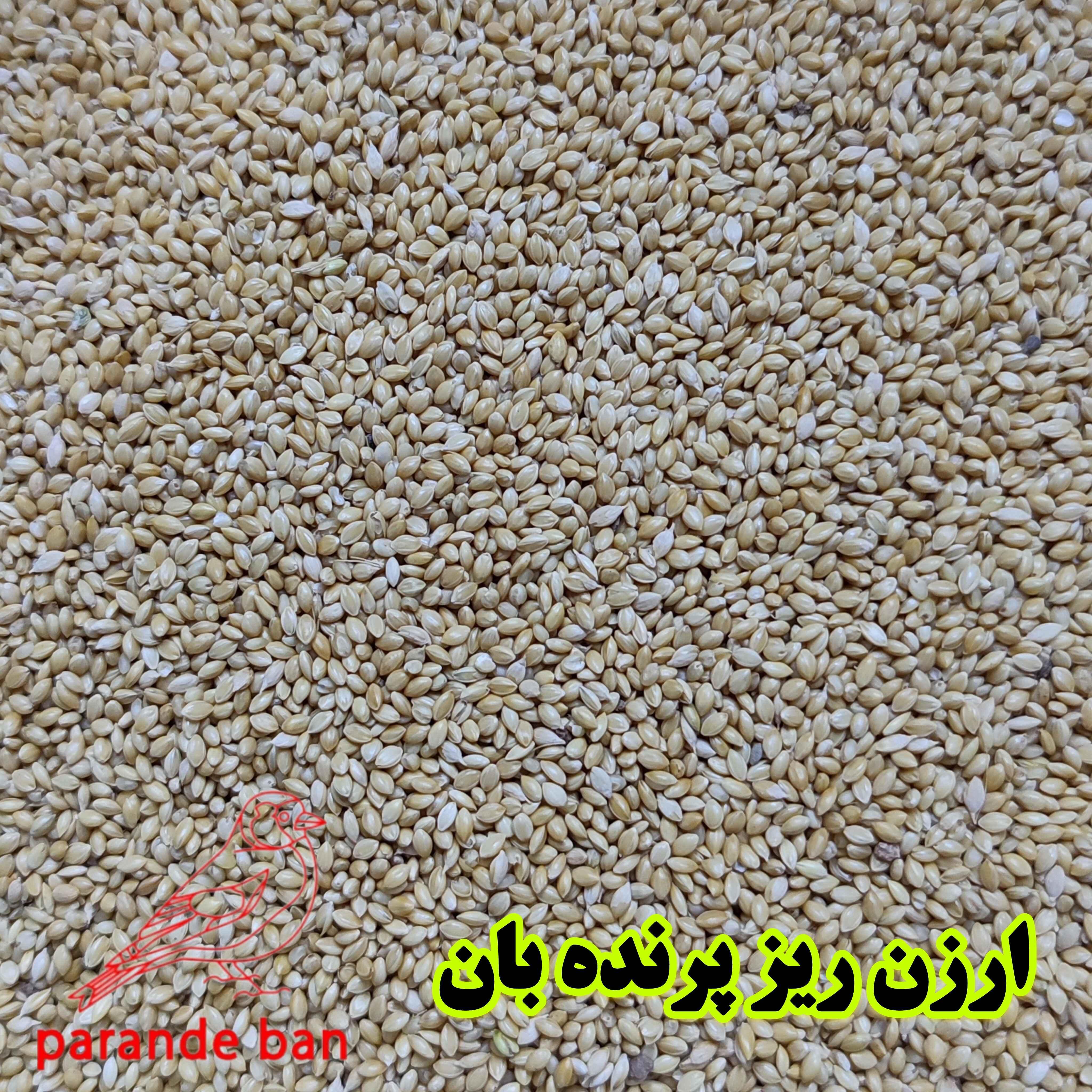 ارزن ریز پرنده بان