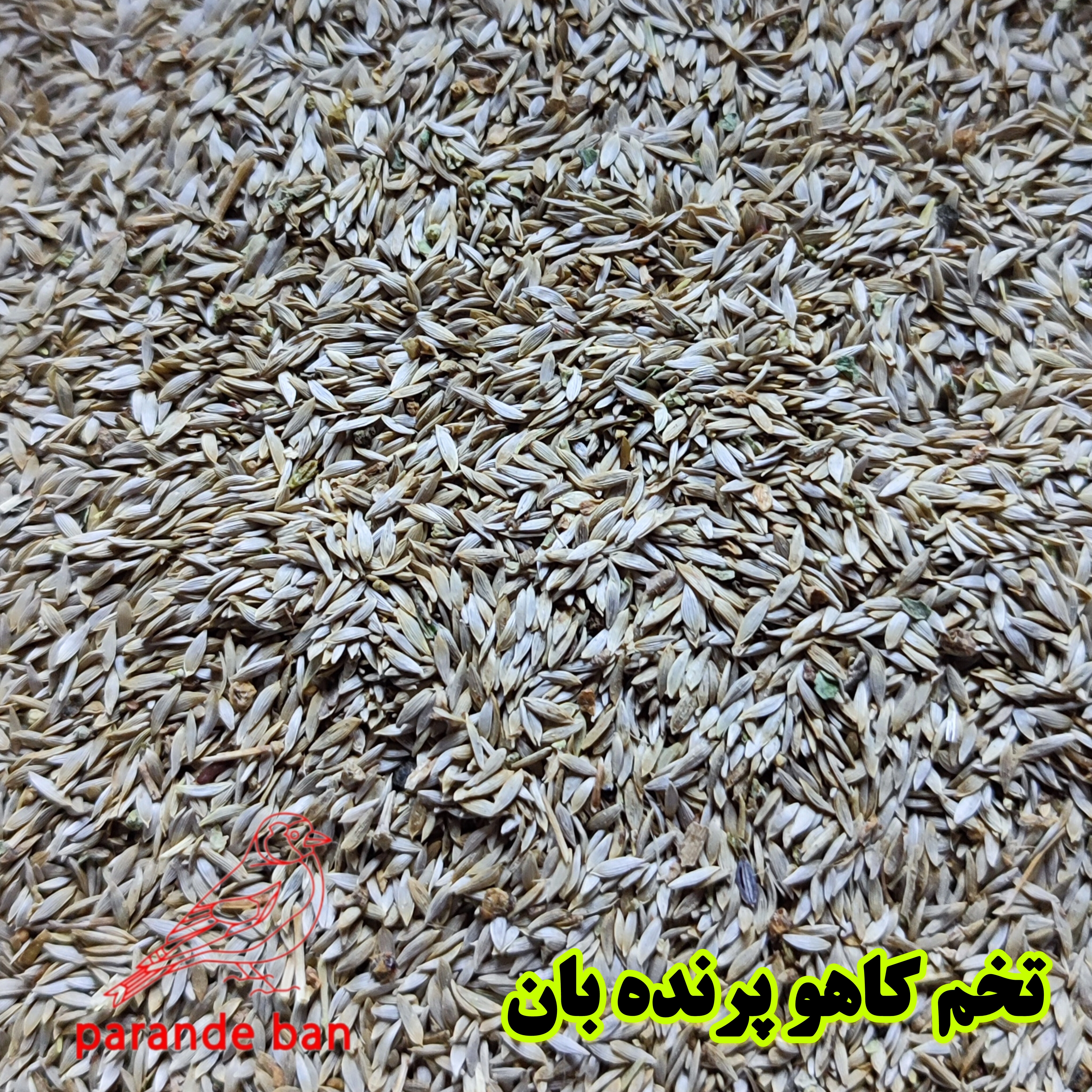 تخم کاهو