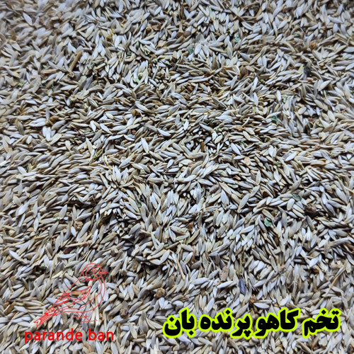 تخم کاهو
