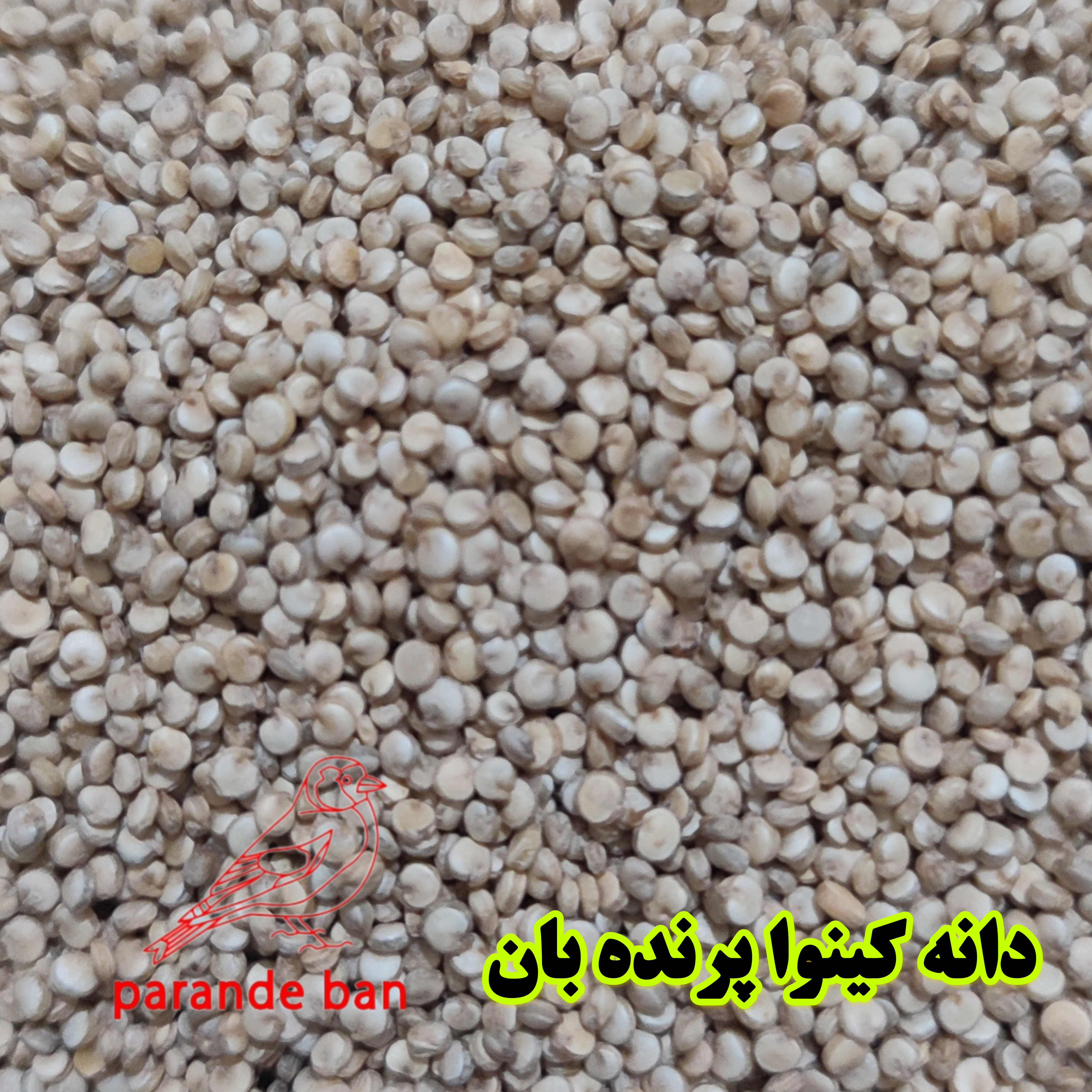 دانه کینوا معروف به خاویار گیاهی