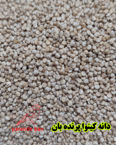 دانه کینوا