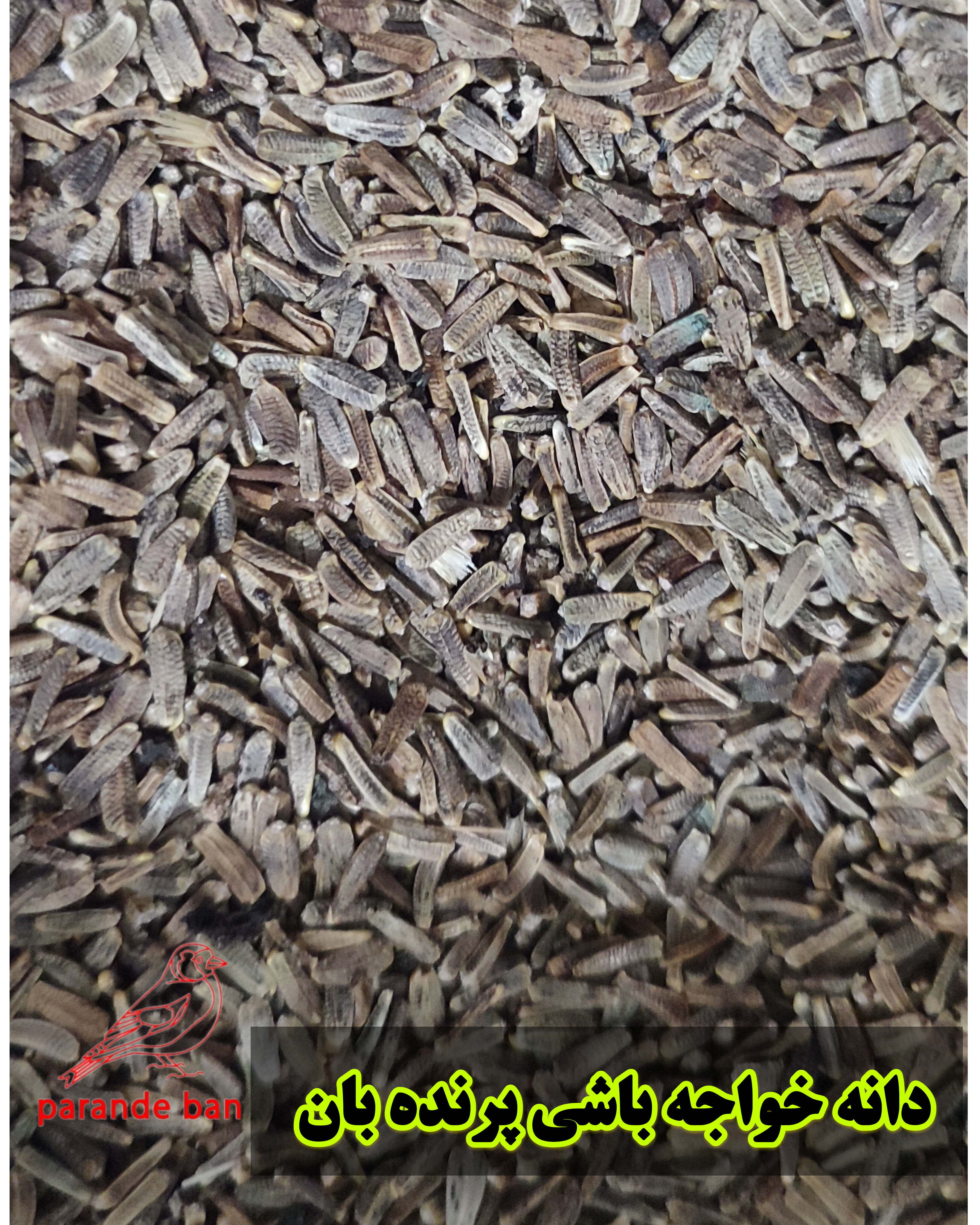 دانه خواجه‌باشی برای پرندگان زینتی | تقویت سلامت، پرریزی و آوازخوانی