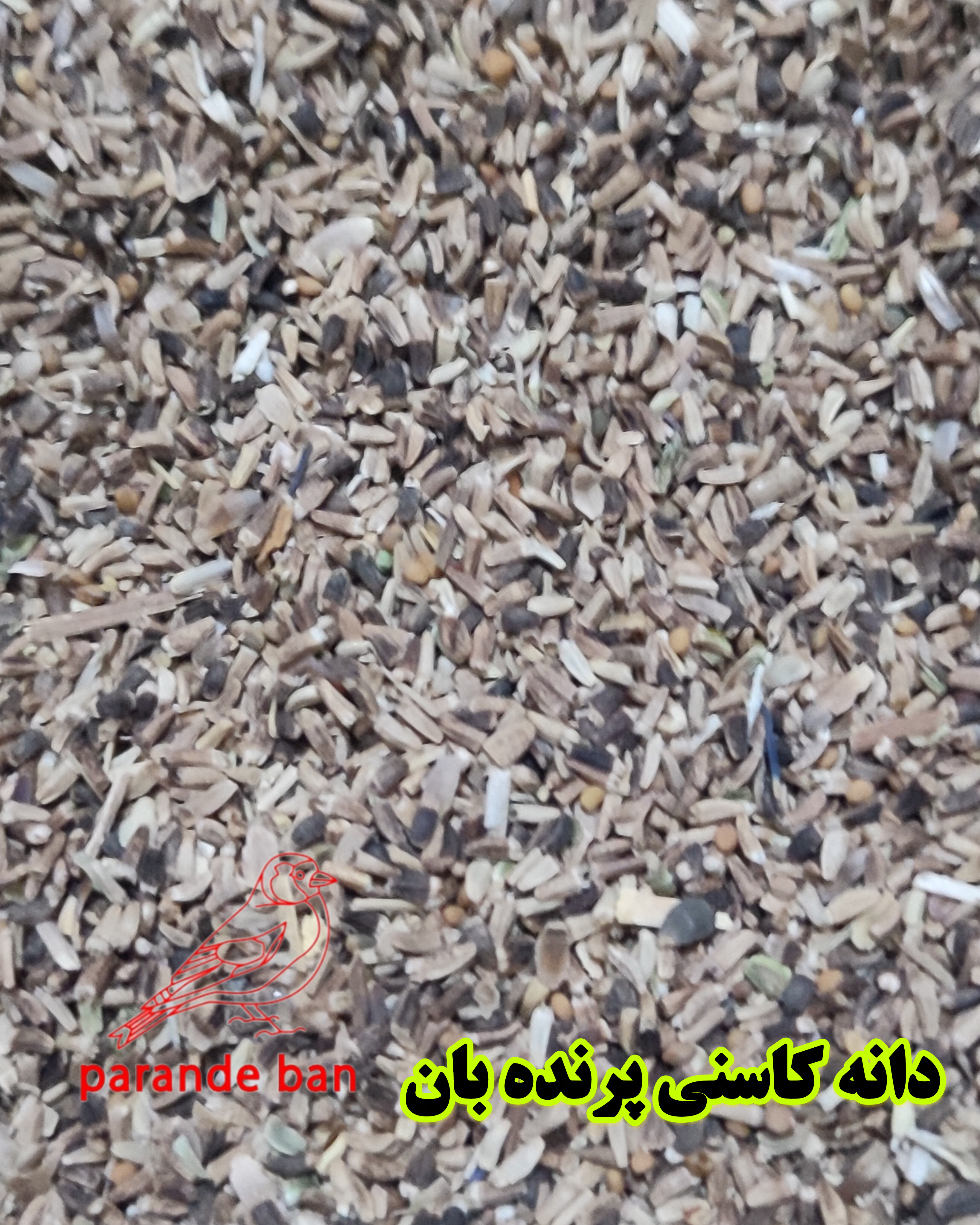 دانه کاسنی برای پرندگان زینتی | افزایش سلامت و تقویت سیستم ایمنی