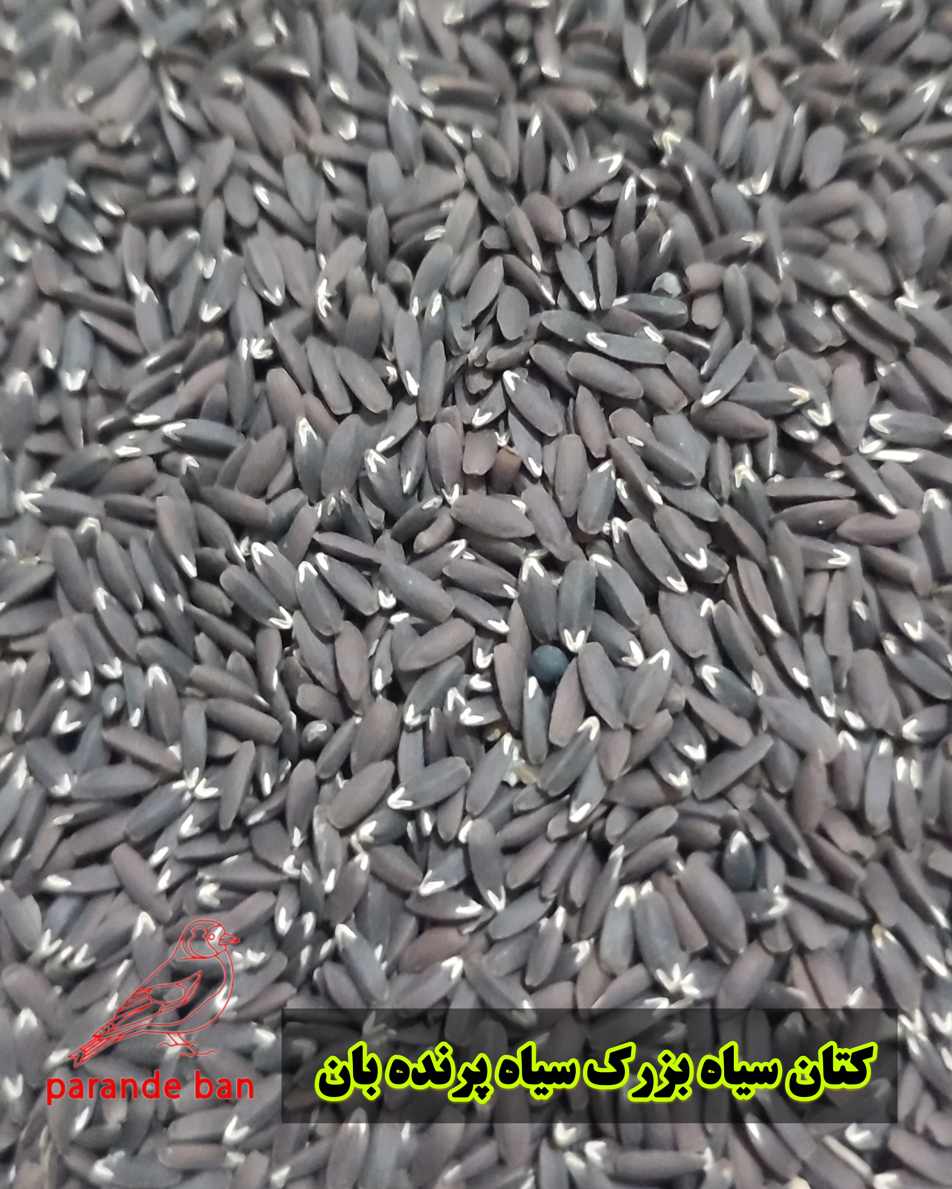 دانه کتان سیاه (بزرک سیاه) برای پرندگان زینتی | منبع غنی از امگا ۳ و تقویت پرها