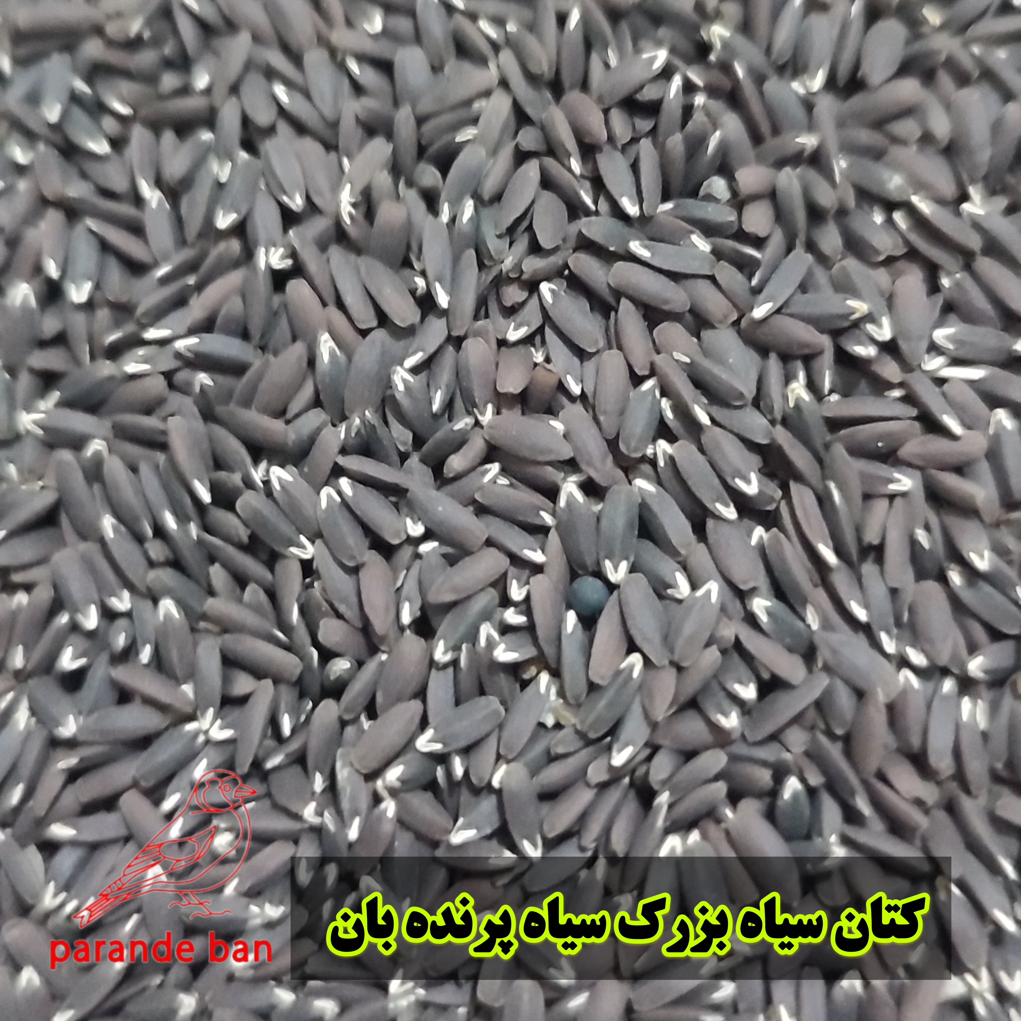 دانه کتان سیاه (بزرک سیاه) برای پرندگان زینتی | منبع غنی از امگا ۳ و تقویت پرها