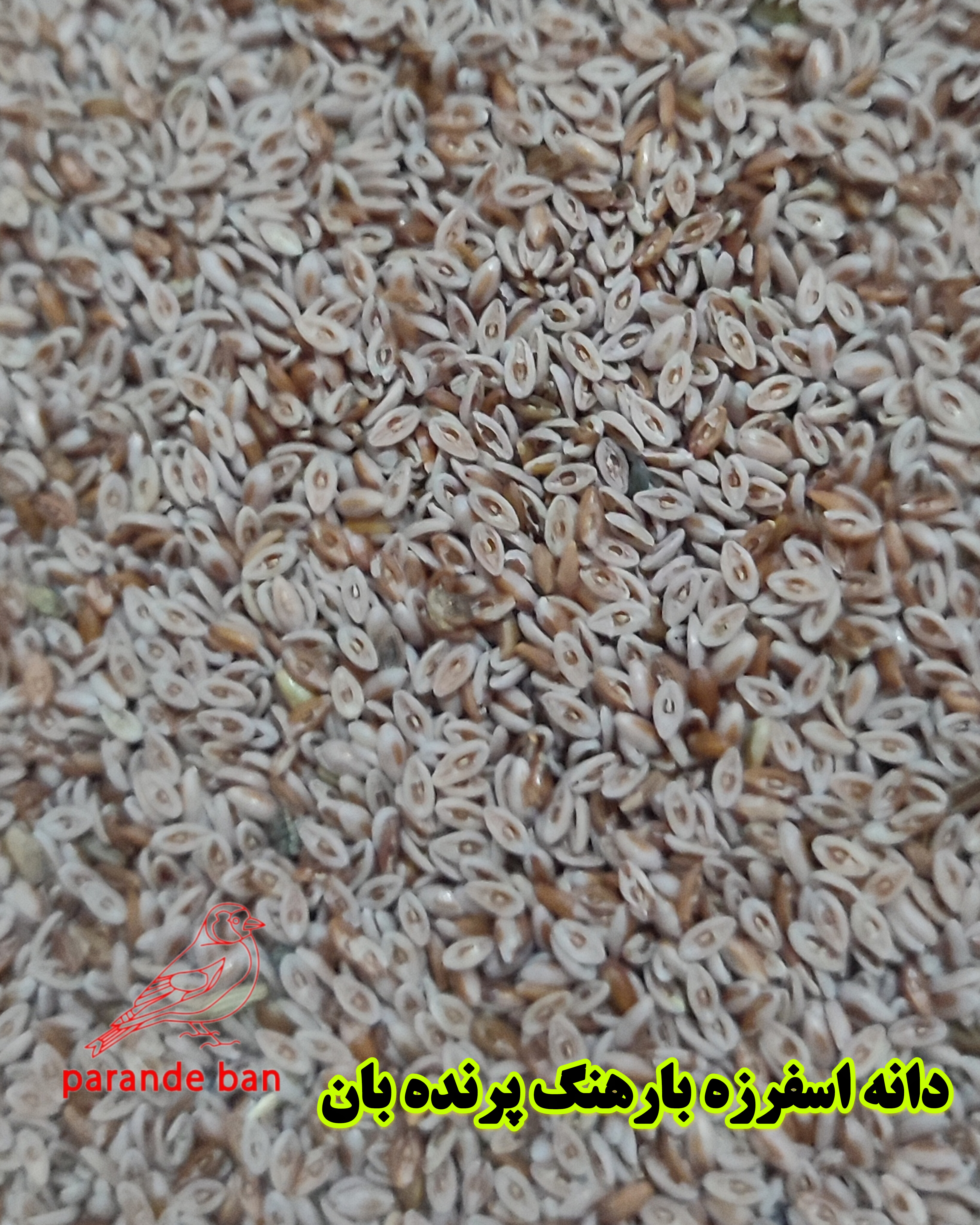 اسفرزه یا بارهنگ برای پرندگان زینتی | محصول طبیعی و سالم از پرنده‌بان