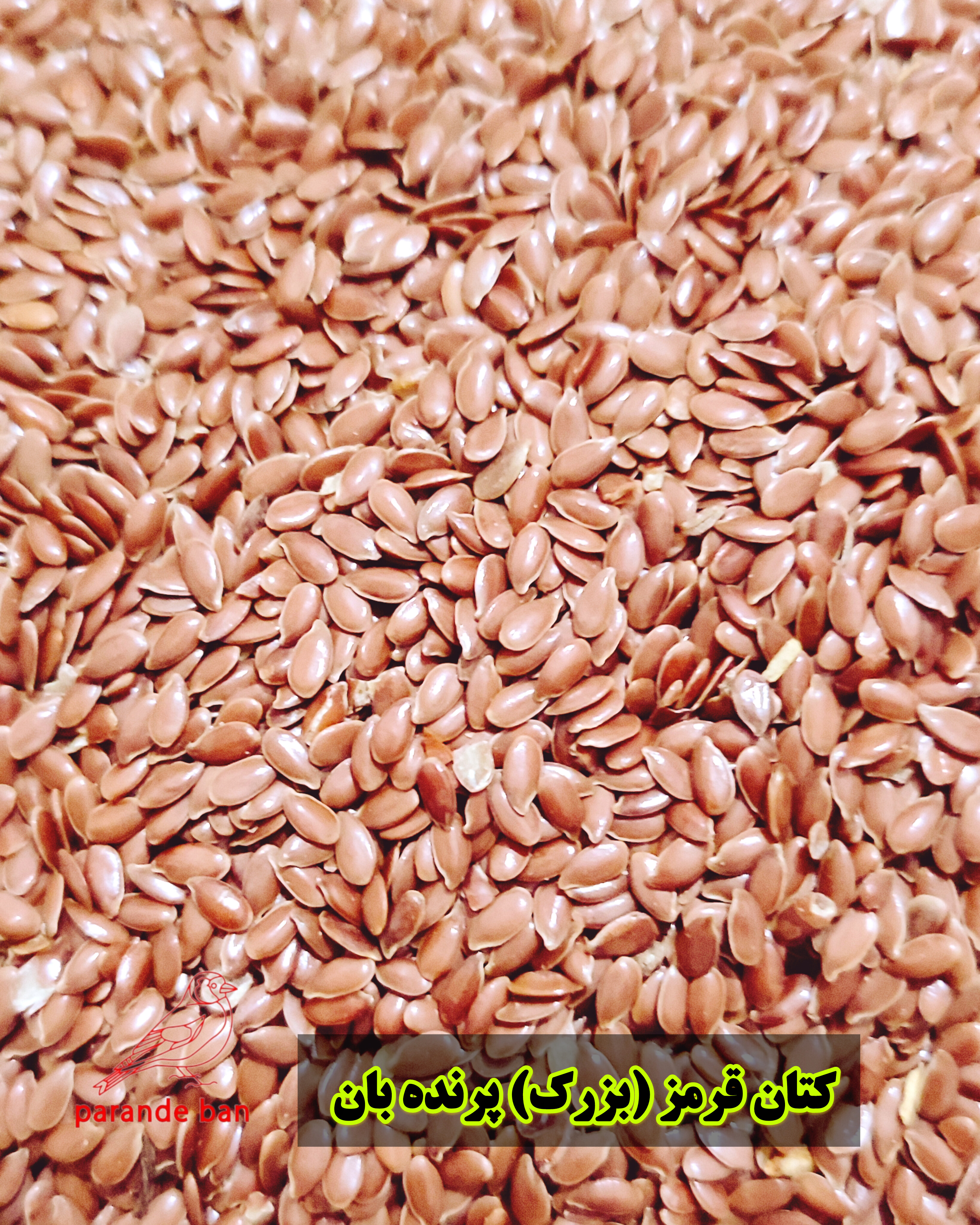 دانه کتان قرمز (بزرک) برای پرندگان زینتی | تغذیه مقوی و انرژی‌زا از پرنده‌بان