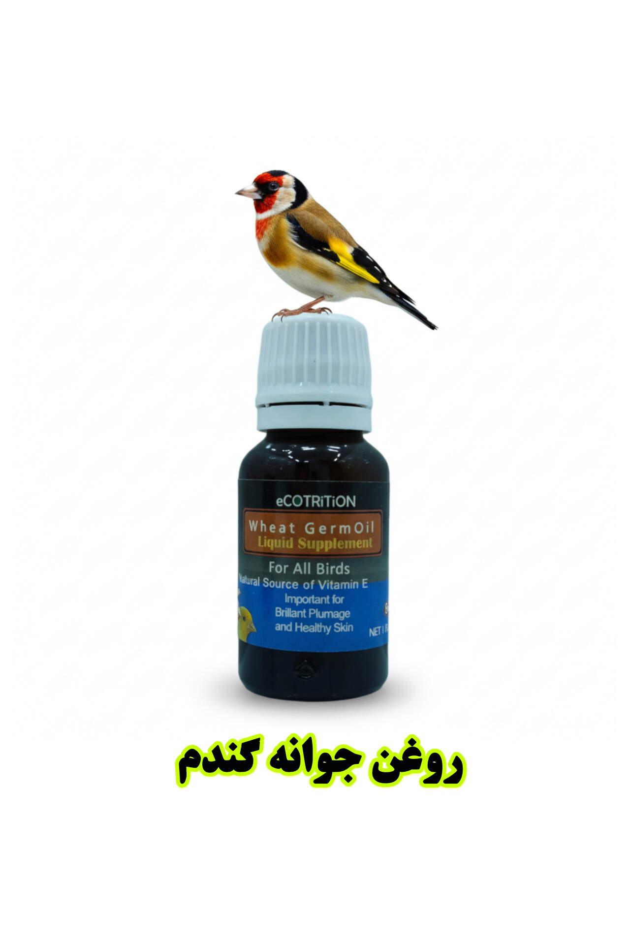 روغن جوانه گندم ویجرم اکوتریشن | تقویت نطفه و باروری پرندگان زینتی