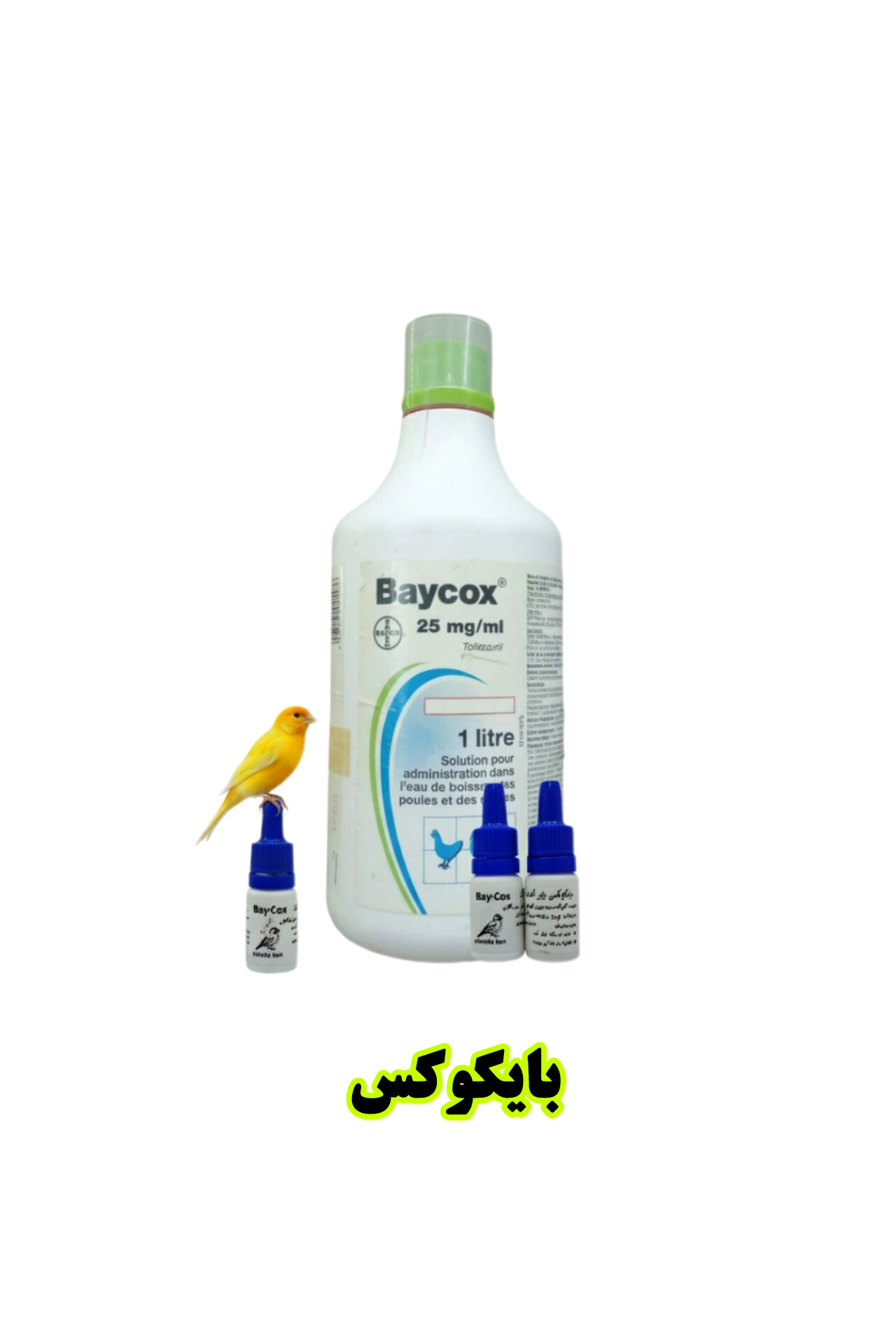 بایکوکس پرنده بان