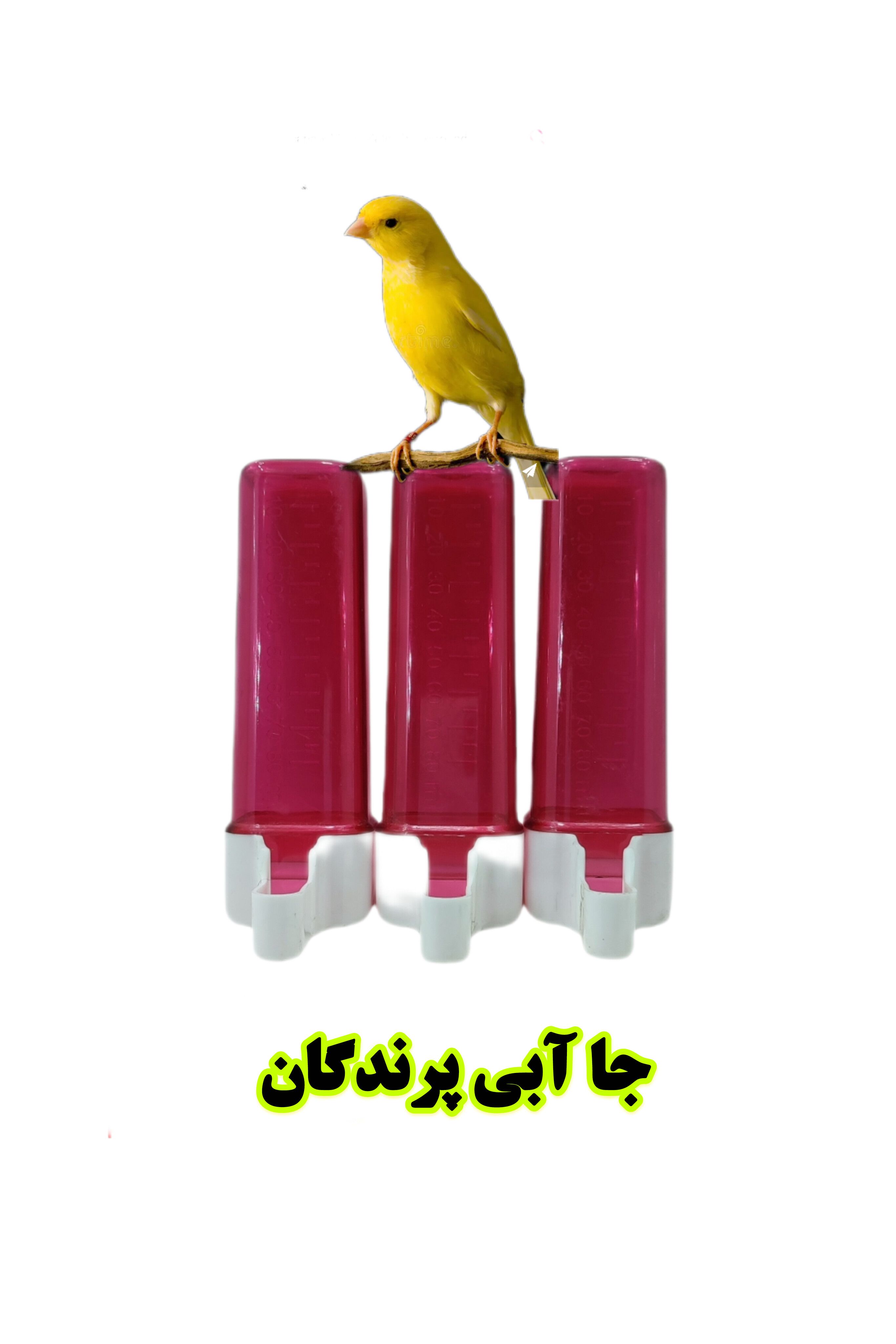 جا ابی درجه دار پرنده بان