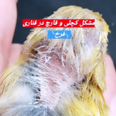 مولتیتولک پرندهبان