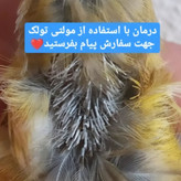 مولتیتولک پرندهبان