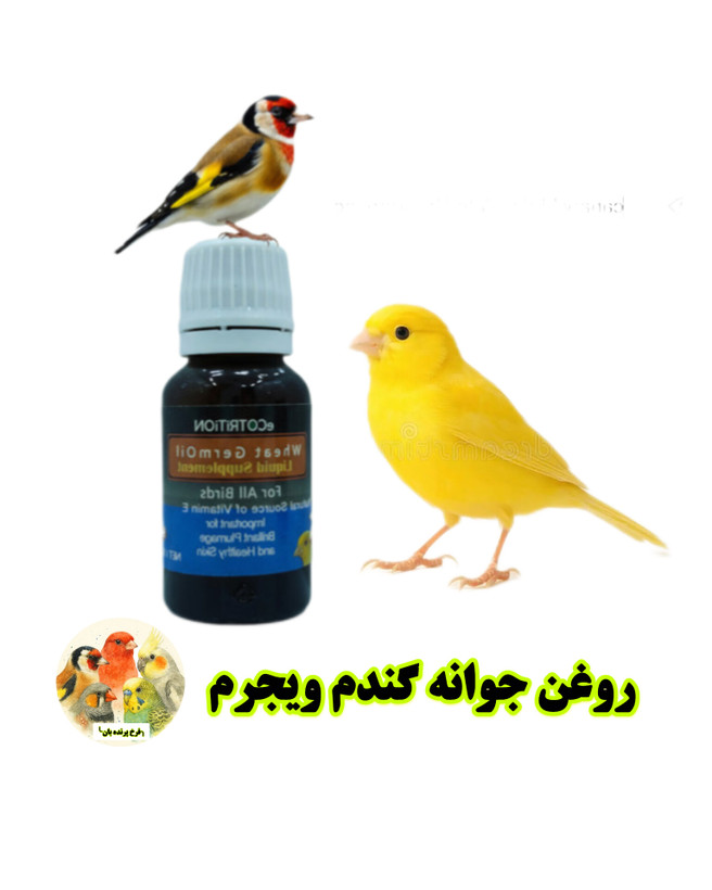 ویجرم روغن جوانه گندم