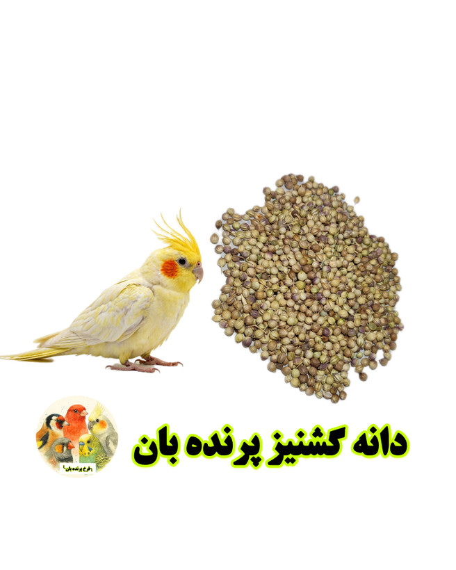 دانه گشنیز پرندگان زینتی پرندهبان