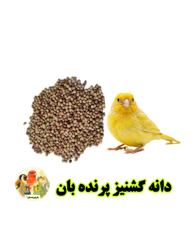 پرنده بان دانه گشنیز
