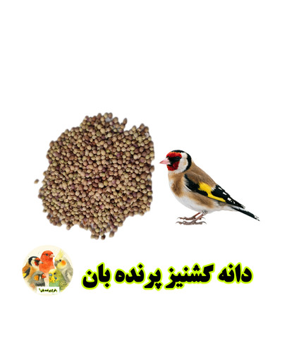 دانه گشنیز پرندگان زینتی | تقویت گوارش و سیستم ایمنی | مناسب هفت تخم
