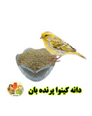 دانه کینوا پرنده بان