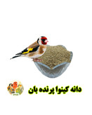 دانه کینوا پرنده بان