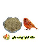 دانه کینوا پرنده بان