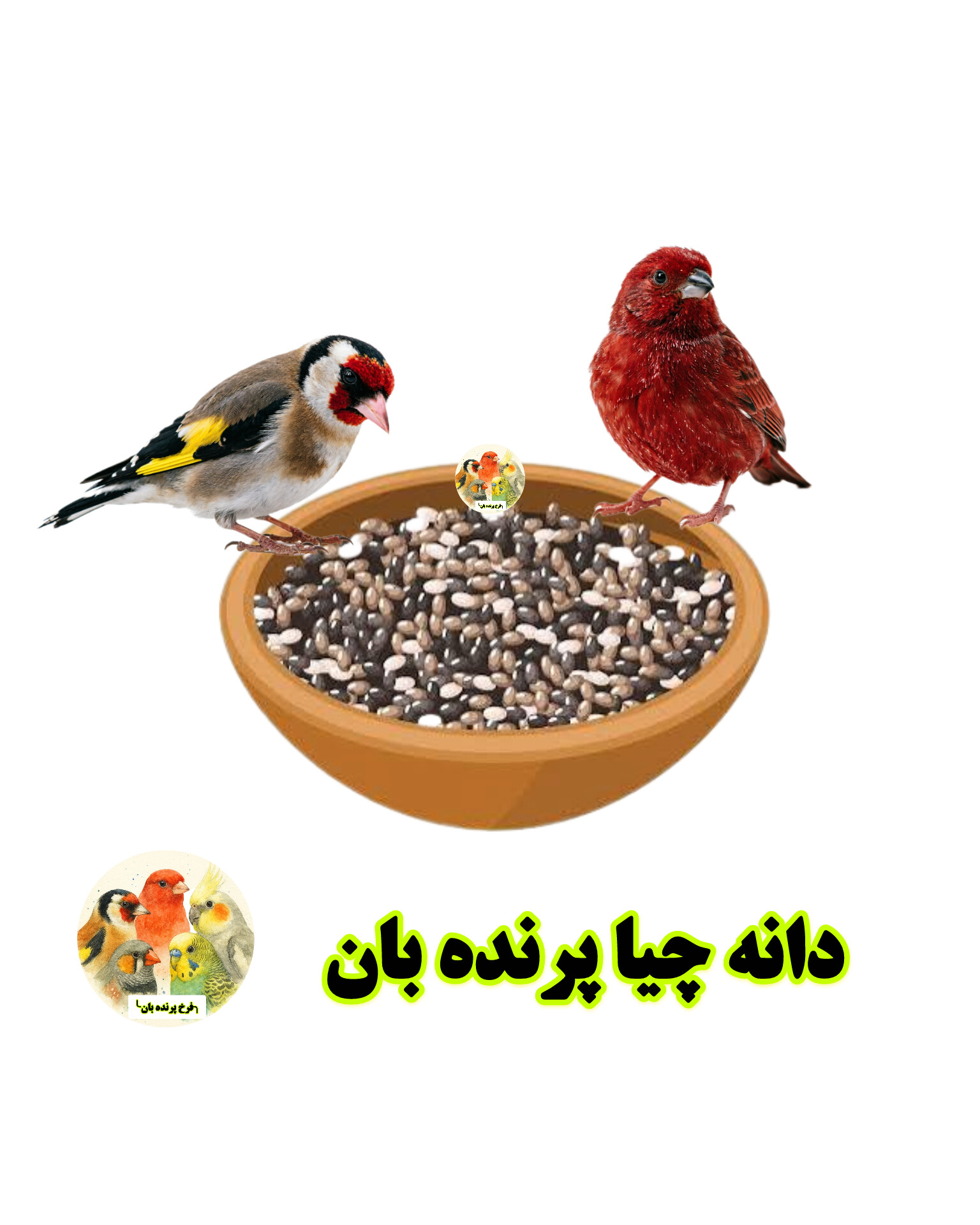 خواص دانه چیا برای پرندگان زینتی | راهنمای مصرف صحیح چیا - پرنده‌بان