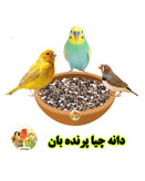 دانه چیا و روش صحیح مصرف آن برای پرندگان زینتی