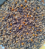 گرده گل کوهستان کرمانشاه برای پرندگان؛ تقویت نطفه، انرژی و بنیه
