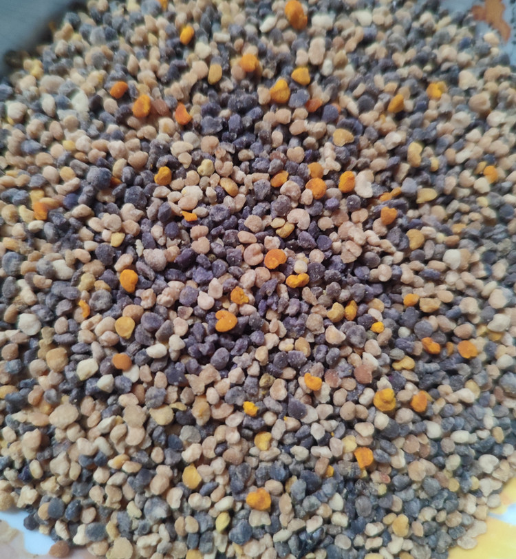 گرده گل کوهستان کرمانشاه برای پرندگان؛ تقویت نطفه، انرژی و بنیه